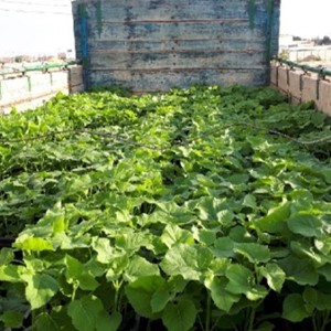 انواع نهال پالونیا هیبرید اصلاح شده نهال پائولونیا قیمت درخت پالونیا  انواع نهال پالونیا هیبرید 